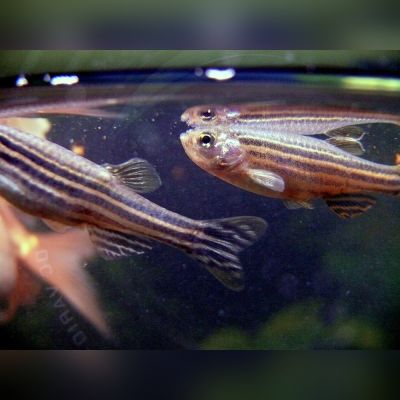 Danio zebra 3-3,5 cm (Danio rerio) – pesce vivo acqua dolce