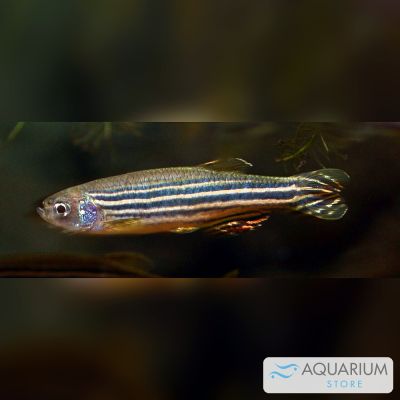 Danio zebra 3-3,5 cm (Danio rerio) – pesce vivo acqua dolce