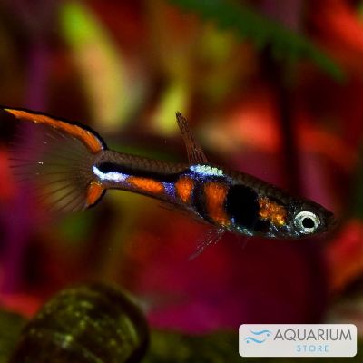 Endler maschio 2-3 cm (Poecilia wingei) – pesce vivo acqua dolce