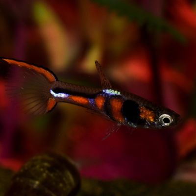 Endler maschio (Poecilia wingei) – pesce vivo acqua dolce