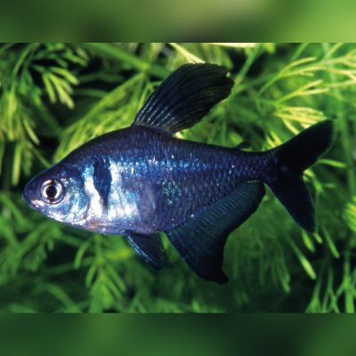 Fantasma nero 2-2,5 cm (Hyphessobrycon megalopterus) – pesce vivo acqua dolce