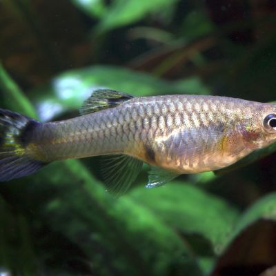 Guppy femmina (Poecilia reticulata) – pesce vivo acqua dolce