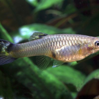 Guppy femmina Supercolor 3-4 cm (Poecilia reticulata) – pesce vivo acqua dolce