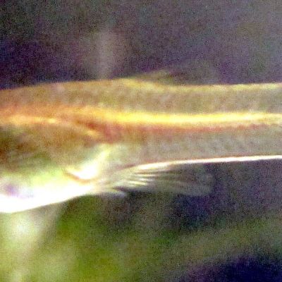 Guppy femmina XL (Poecilia reticulata) – pesce vivo acqua dolce