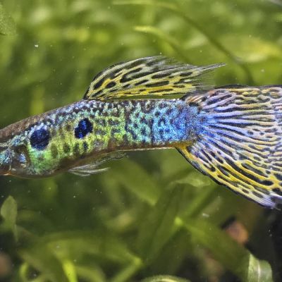Guppy maschio (Poecilia reticulata) – pesce vivo acqua dolce