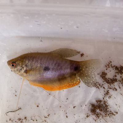 Gurami trichopterus 4-5 cm (Trichopodus trichopterus) – pesce vivo acqua dolce