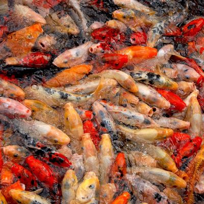 Carpa Koi (Cyprinus carpio) – pesce vivo acqua dolce