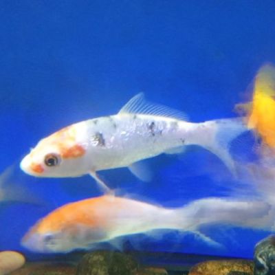 Carpa Koi 8-11 cm (Cyprinus carpio) – pesce vivo acqua dolce