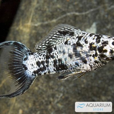Molly argento coda a lira 5-7 cm (Poecilia latipinna) – pesce vivo acqua dolce