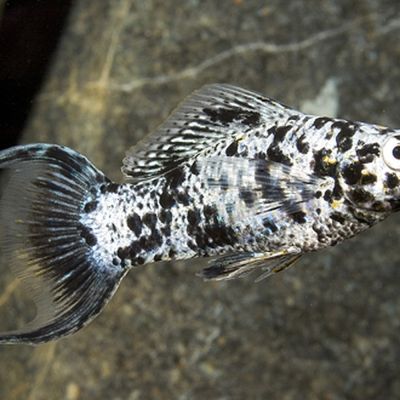 Molly argento coda a lira 5-7 cm (Poecilia latipinna) – pesce vivo acqua dolce