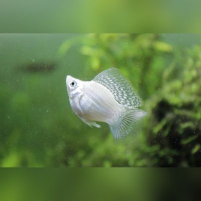Molly Balloon misto 2,5-3 cm (Poecilia latipinna × sphenops) – pesce vivo acqua dolce