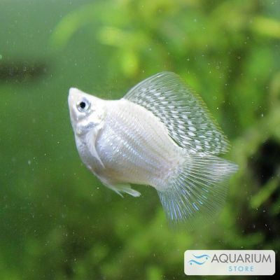 Molly Balloon misto XL (Poecilia latipinna × sphenops) – pesce vivo acqua dolce