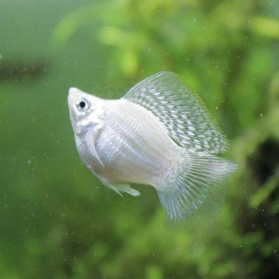 Molly Balloon misto XL (Poecilia latipinna × sphenops) – pesce vivo acqua dolce