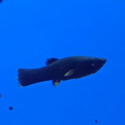 Molly nero XL (Poecilia sphenops) – pesce vivo acqua dolce