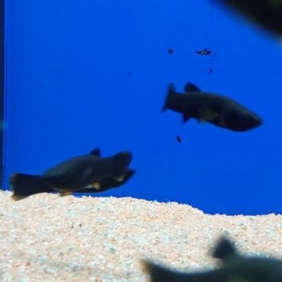 Molly nero XL (Poecilia sphenops) – pesce vivo acqua dolce