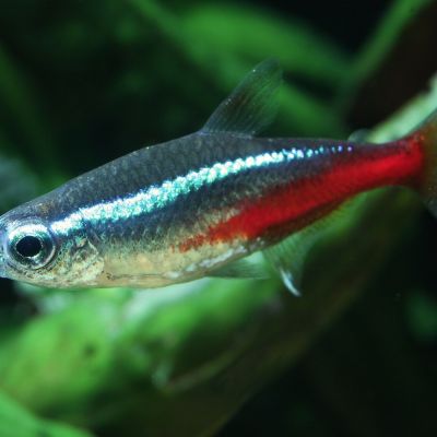 Neon (Paracheirodon innesi) – pesce vivo