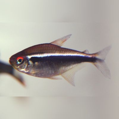 Neon nero oltre 3,5 cm (Hyphessobrycon herbertaxelrodi) – pesce vivo acqua dolce