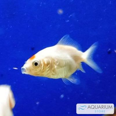 Pesce rosso Oranda 4-5 cm (Carassius auratus) – pesce vivo acqua dolce