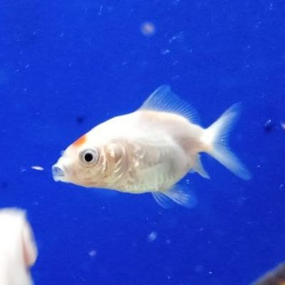 Pesce rosso Oranda 4-5 cm (Carassius auratus) – pesce vivo acqua dolce