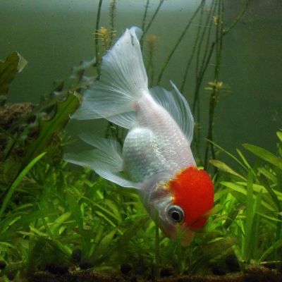 Oranda Red Cap 4-5 cm (Carassius auratus) – pesce vivo acqua dolce
