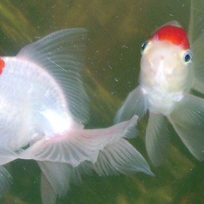 Oranda Red Cap 3-4 cm (Carassius auratus) – pesce vivo acqua dolce