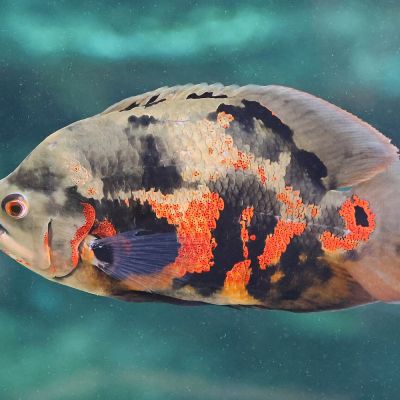 Oscar 5-6 cm (Astronotus ocellatus) – pesce vivo acqua dolce