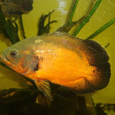 Oscar rosso 5-6 cm (Astronotus ocellatus) – pesce vivo acqua dolce