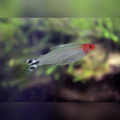 Pesce dal naso rosso 3,5-4 cm (Hemigrammus rhodostomus) – pesce vivo acqua dolce