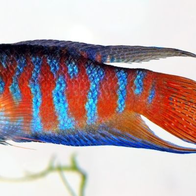 Pesce paradiso "Fire Ice" 3-4 cm (Macropodus opercularis) – pesce vivo acqua dolce