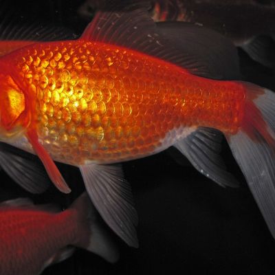 Pesce rosso (Carassius auratus) – pesce vivo acqua dolce