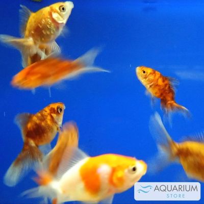 Pesce rosso Oranda colori assortiti 4-5 cm (Carassius auratus) – pesce vivo acqua dolce