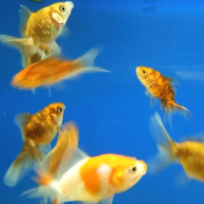 Pesce rosso Oranda colori assortiti 4-5 cm (Carassius auratus) – pesce vivo acqua dolce