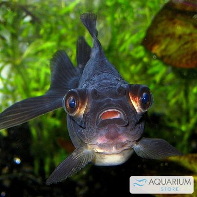 Pesce rosso Telescopio nero 4-5 cm (Carassius auratus) – pesce vivo acqua dolce