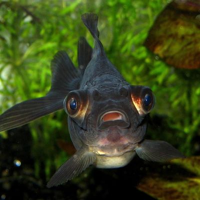 Pesce rosso Telescopio nero 4-5 cm (Carassius auratus) – pesce vivo acqua dolce