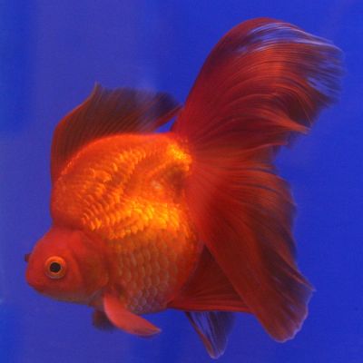 Pesce rosso velato 3-4 cm (Carassius auratus) – pesce vivo acqua dolce