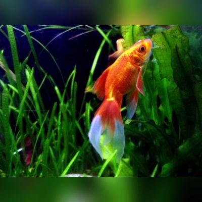 Pesce rosso velato misto 4-5 cm (Carassius auratus) – pesce vivo acqua dolce