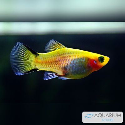 Platy colori misti 3-4 cm (Xiphophorus maculatus) – pesce vivo acqua dolce