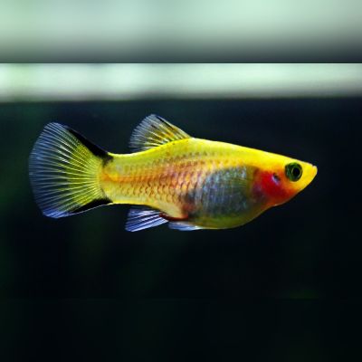 Platy colori misti 3-4 cm (Xiphophorus maculatus) – pesce vivo acqua dolce