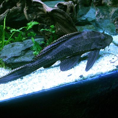 Pleco gibbiceps (Pterygoplichthys gibbiceps) – pesce vivo acqua dolce