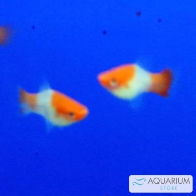 Portaspada Koi Kohaku 4-5 cm (Xiphophorus hellerii) – pesce vivo acqua dolce