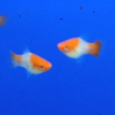 Portaspada Koi Kohaku 4-5 cm (Xiphophorus hellerii) – pesce vivo acqua dolce