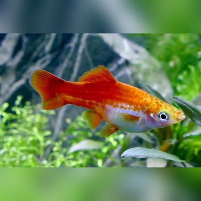 Portaspada Koi Kohaku 4-5 cm (Xiphophorus hellerii) – pesce vivo acqua dolce