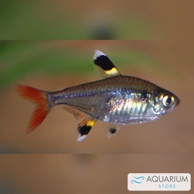 Pristella 2,5-3 cm (Pristella maxillaris) – pesce vivo acqua dolce