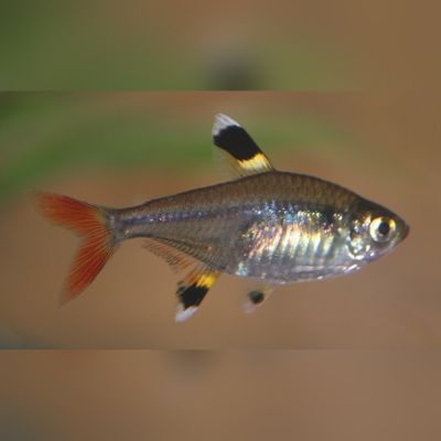 Pristella 2,5-3 cm (Pristella maxillaris) – pesce vivo acqua dolce