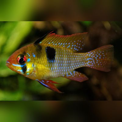 Ramirezi 3,5-4 cm (Mikrogeophagus ramirezi) – pesce vivo acqua dolce