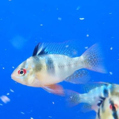 Ramirezi 3,5-4 cm (Mikrogeophagus ramirezi) – pesce vivo acqua dolce