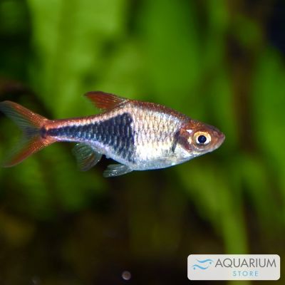 Rasbora arlecchino 2,5-3 cm (Trigonostigma heteromorpha) – pesce vivo acqua dolce