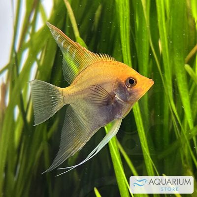 Scalare colori misti 5-5,5 cm (Pterophyllum scalare) – pesce vivo