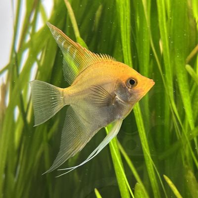 Scalare (Pterophyllum scalare) colori misti – pesce vivo