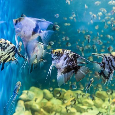 Scalare misto 4-5 cm (Pterophyllum scalare) – pesce vivo acqua dolce